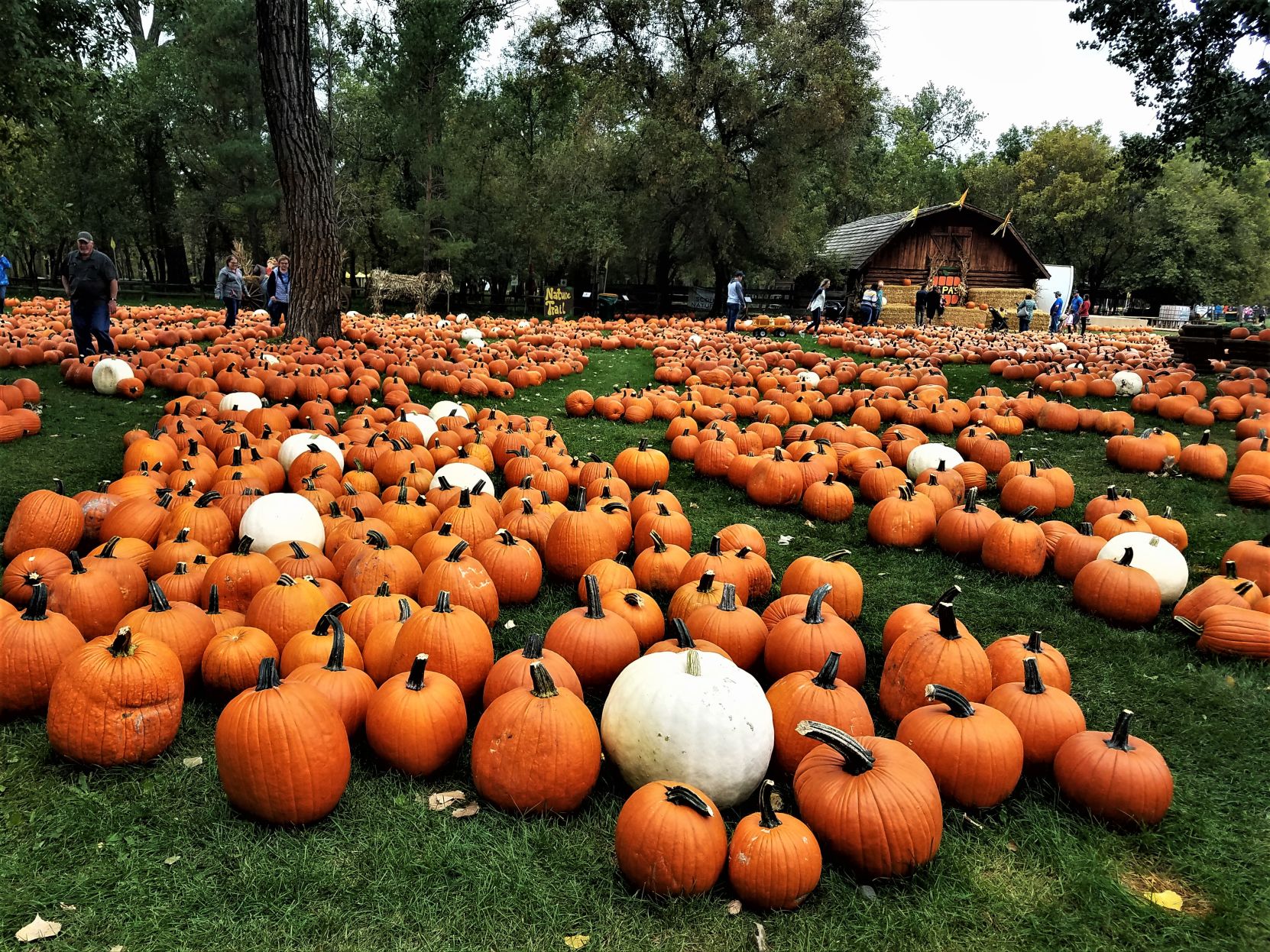 Pumpkin Patch